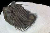 Tower Eyed Erbenochile Trilobite - Top Quality #128993-4